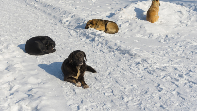 В Косшы бродячая собака напала на девочку, она получила травму