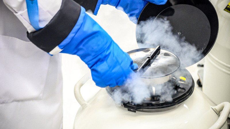 Замороженные мечты: где искать решение для эмбрионов?