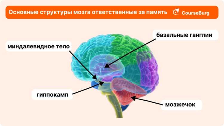 Почему у детей лучше память, чем у взрослых?